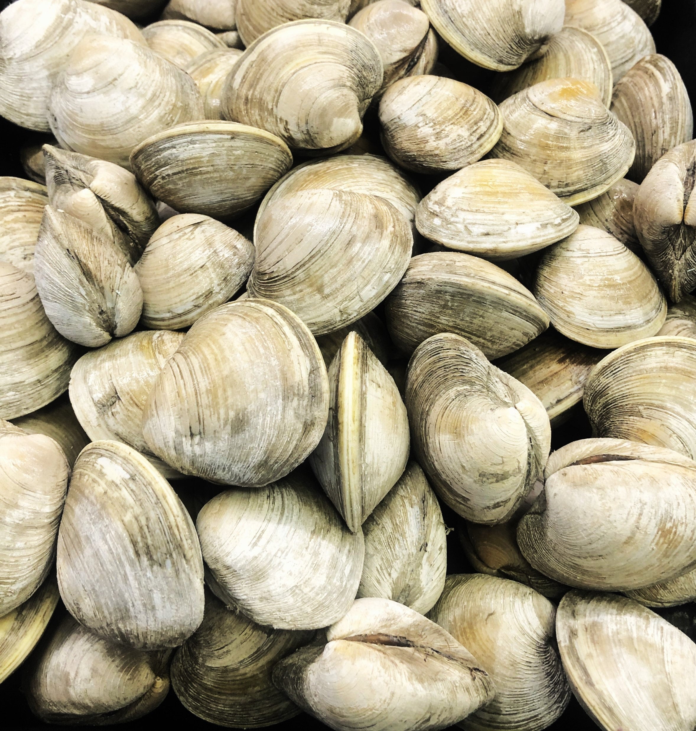 Middleneck Clams Adelphia Seafood Online Orders